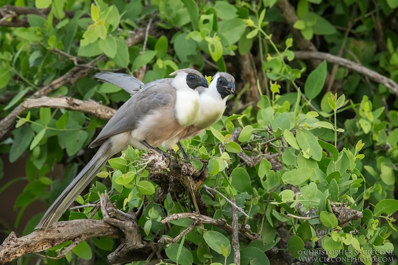 Bare-faced Go-away-bird