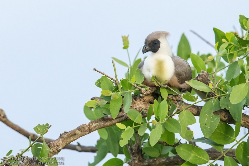 Bare-faced Go-away-bird