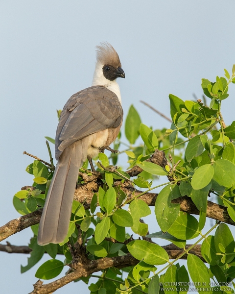 Bare-faced Go-away-bird