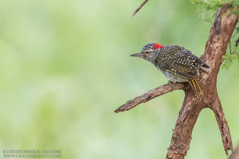 Golden-tailed Woodpecker