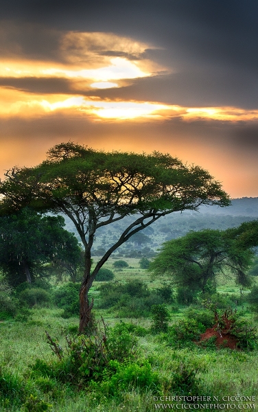 Tarangire National Park