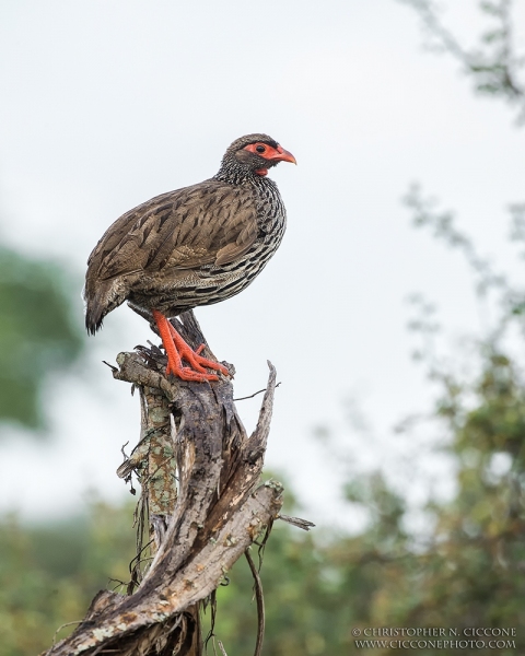 Red-necked Spurfowl