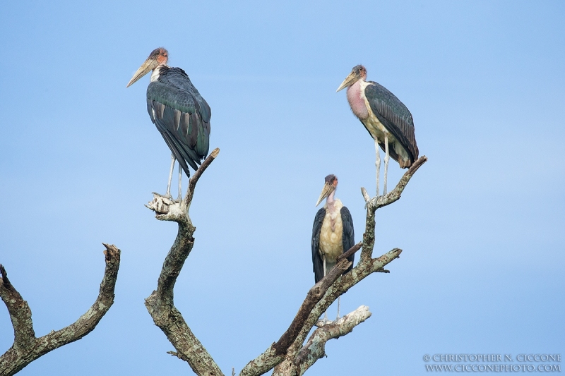 Marabou Storks