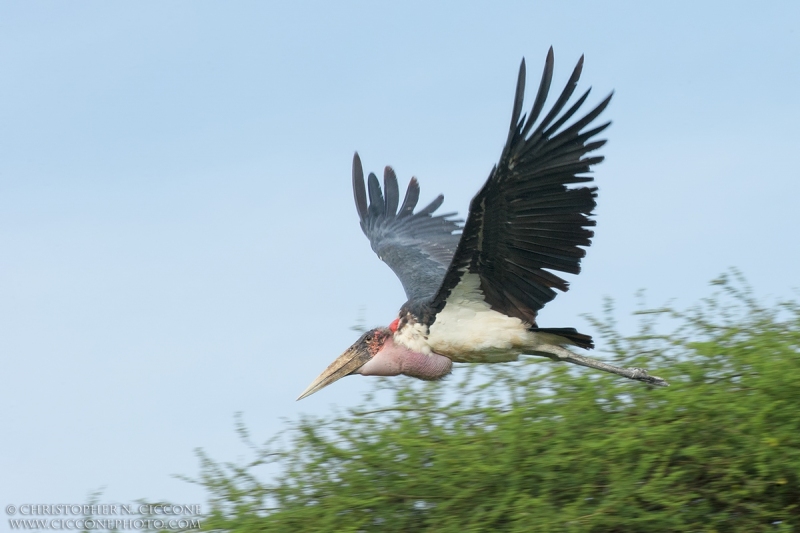 Marabou Stork