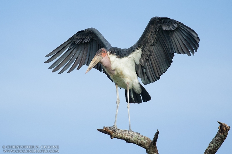 Marabou Stork