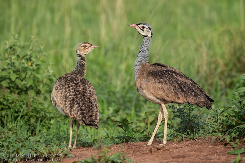 White-bellied Bustard