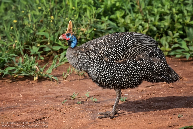 Helmeted Guineafowl