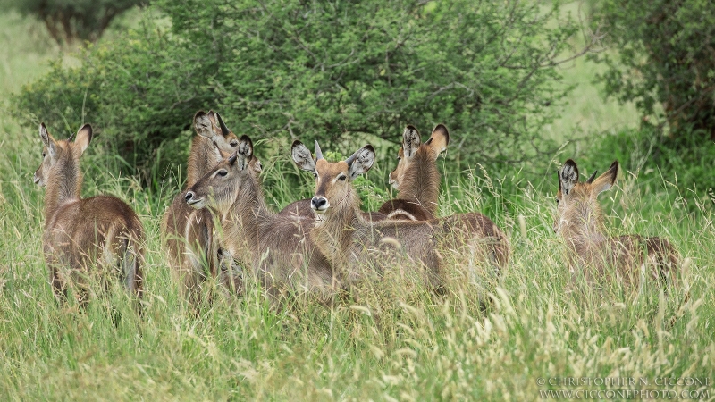 Waterbuck