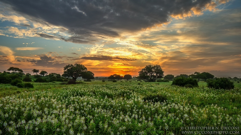 Tarangire National Park