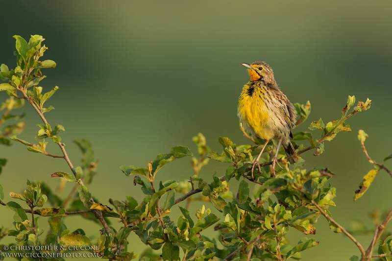 Yellow-throated Longclaw