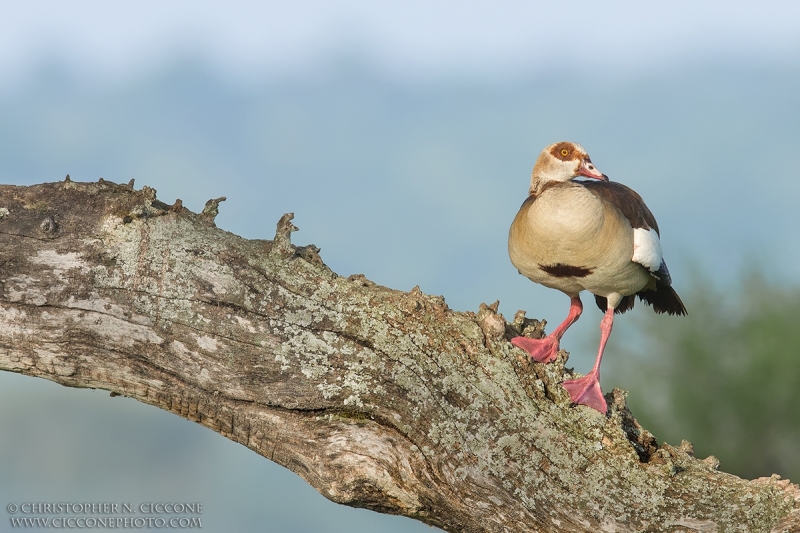 Egyptian Goose