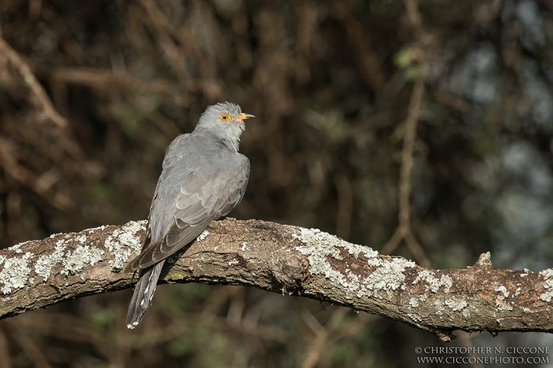 African Cuckoo