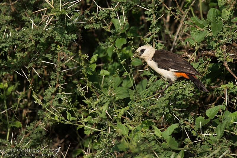 White-headed Buffalo Weaver