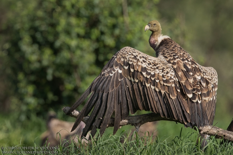 Rüppell's Griffin Vulture