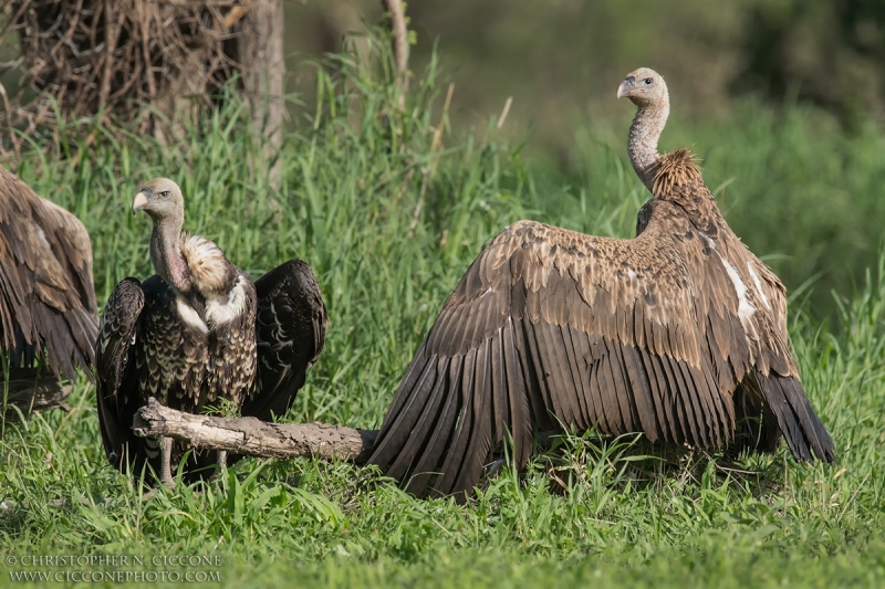 Rüppell's Griffin Vulture