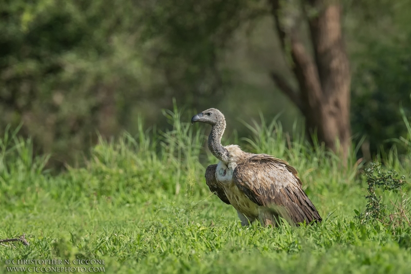 African White-backed Vulture