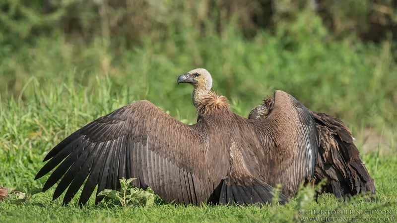 African White-backed Vulture