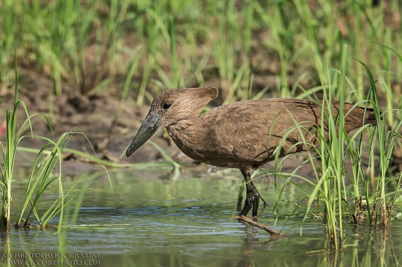 Hamerkop