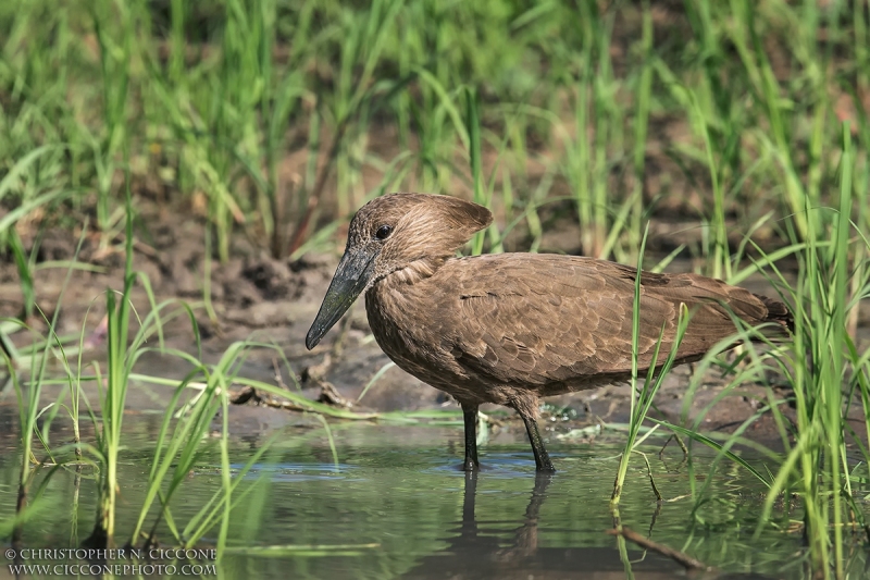 Hamerkop