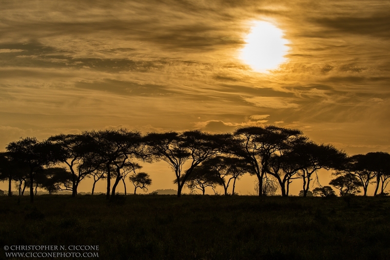 Tarangire National Park