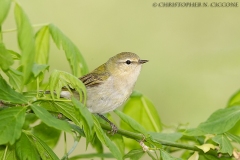 Tennessee Warbler