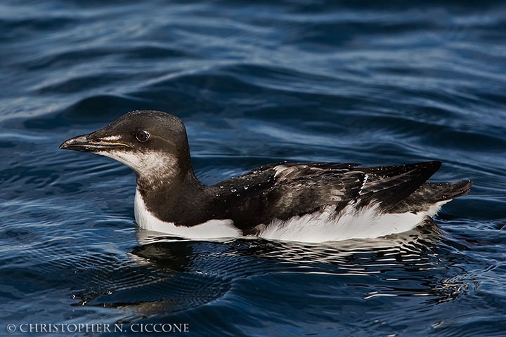 Thick-billed Murre