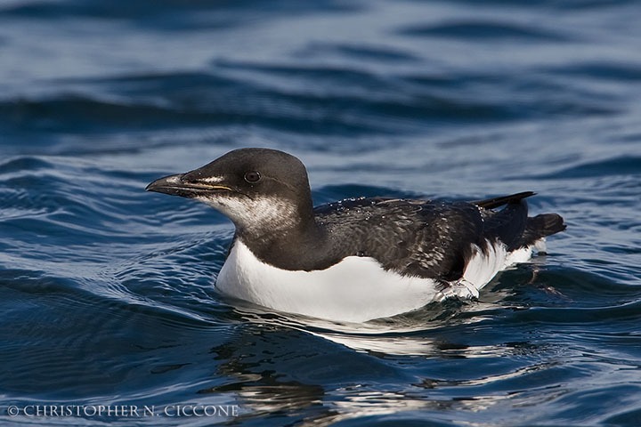 Thick-billed Murre