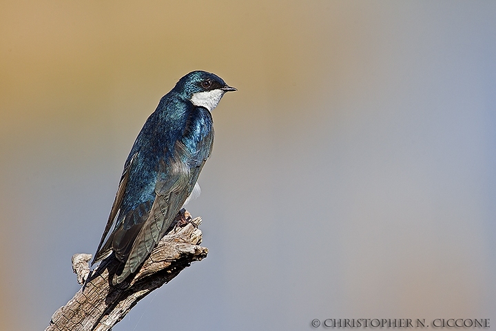 Tree Swallow