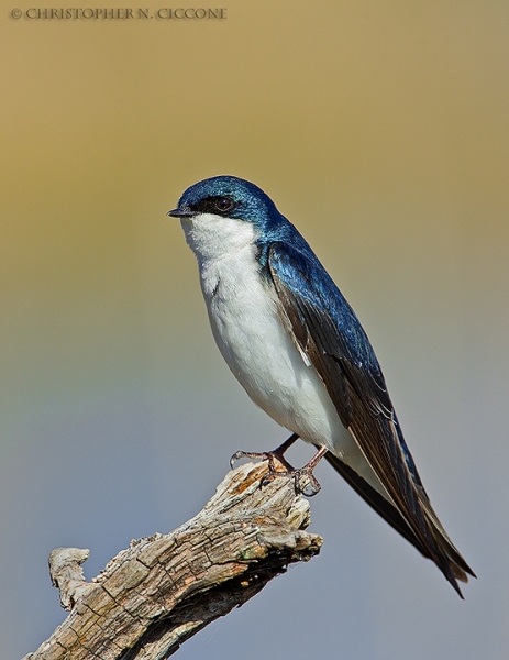 Tree Swallow