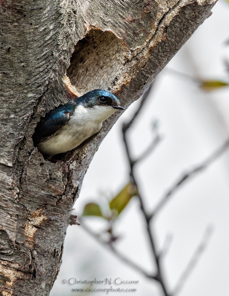 Tree Swallow