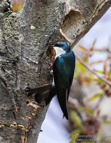 Tree Swallow