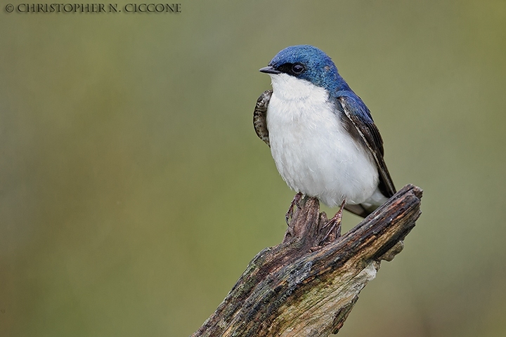 Tree Swallow