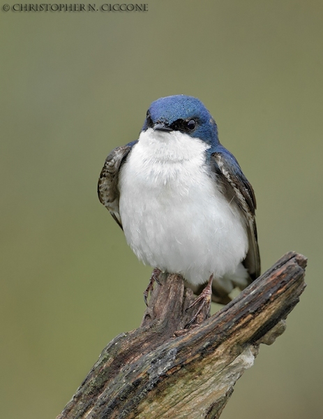 Tree Swallow