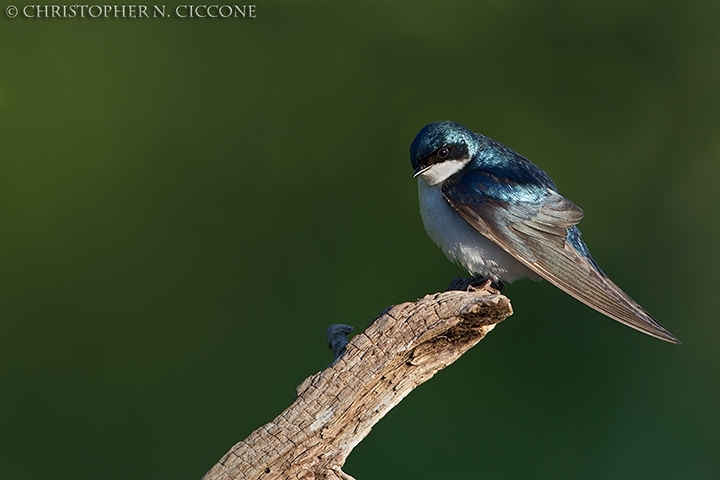 Tree Swallow