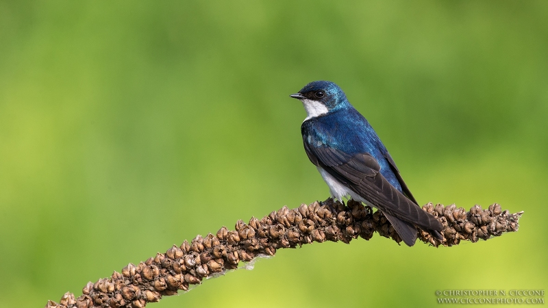 Tree Swallow