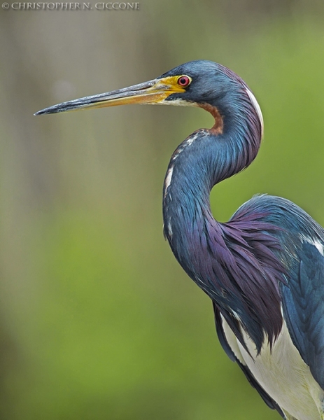 Tricolored Heron