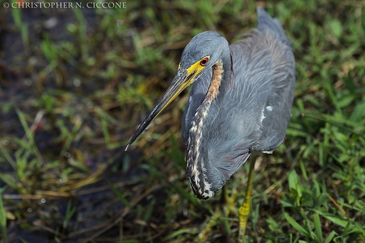 Tricolored Heron