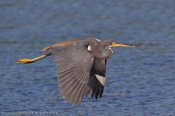 Tricolored Heron