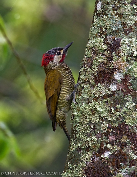 Golden-olive Woodpecker