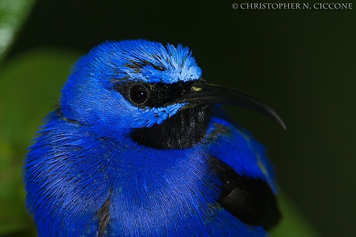 Purple Honeycreeper