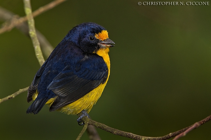 Violaceaous Euphonia