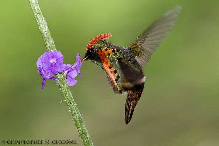 Tufted Coquette