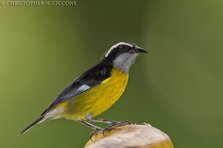 Bananaquit