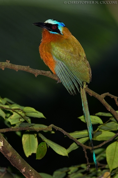 Trinidad Motmot