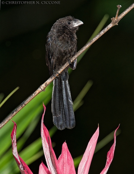 Smooth-billed Ani