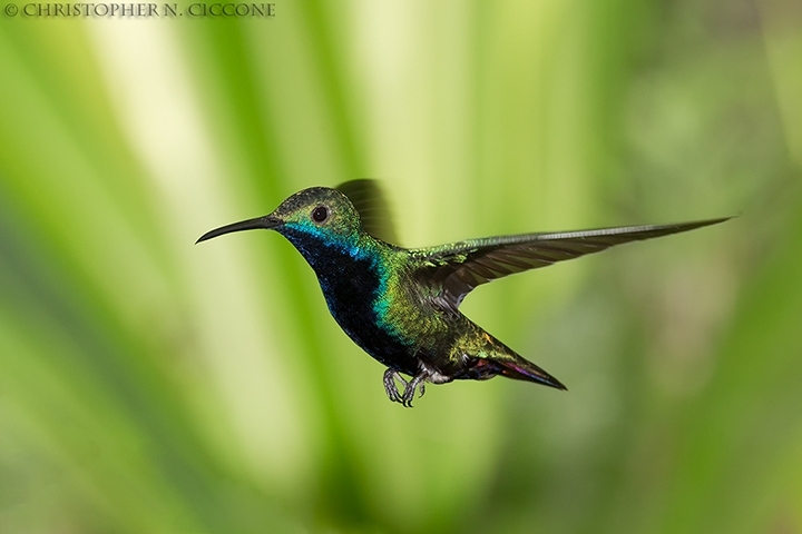 Black-throated Mango