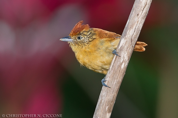 Barred Antshrike