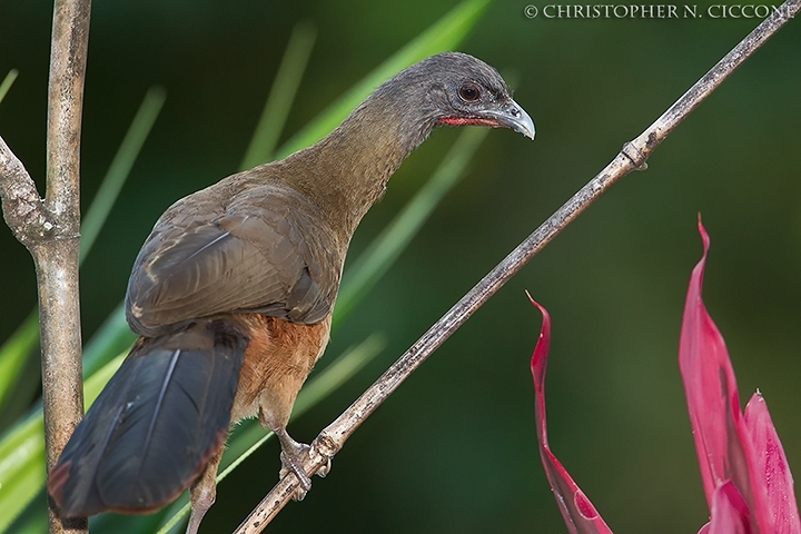 Rufous-vented Chachalaca