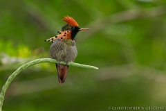 Tufted Coquette