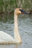 Trumpeter Swan